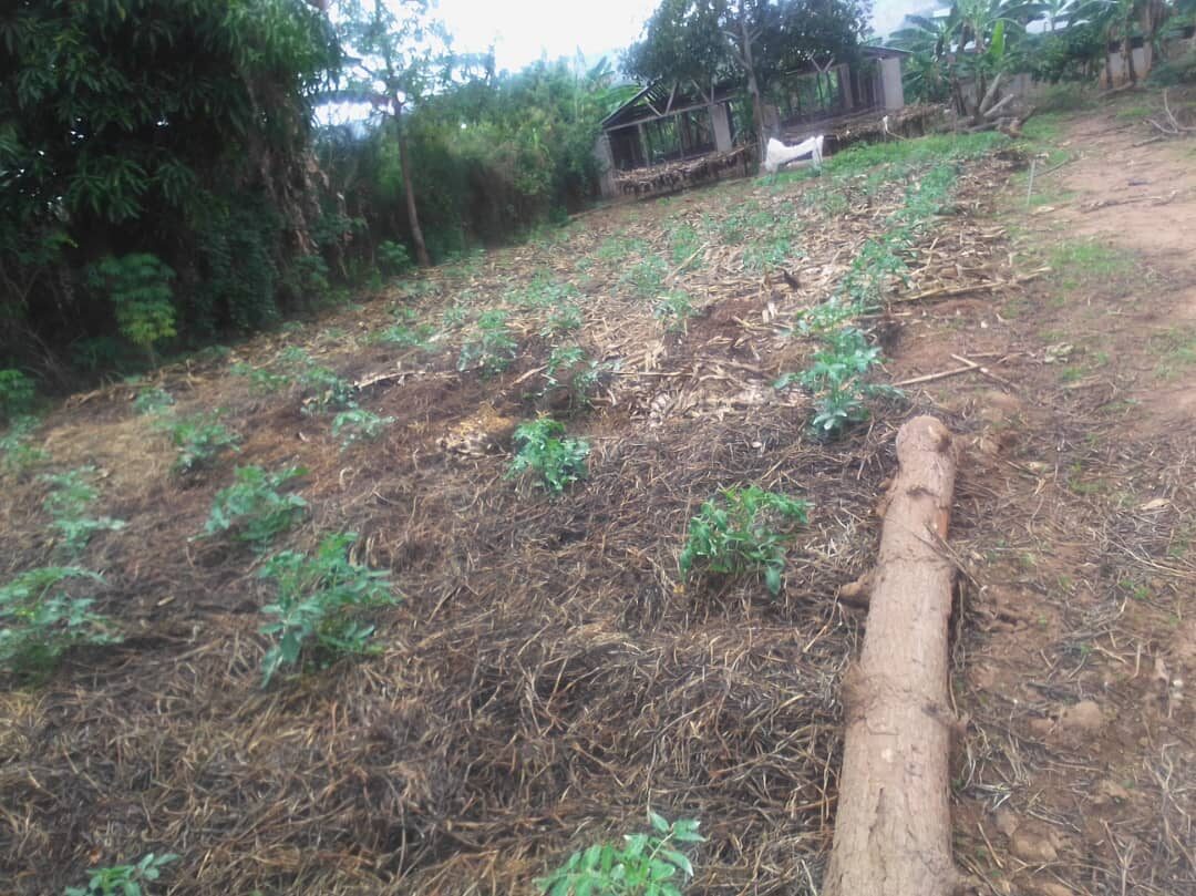 LCDI horticulture garden photograph 9