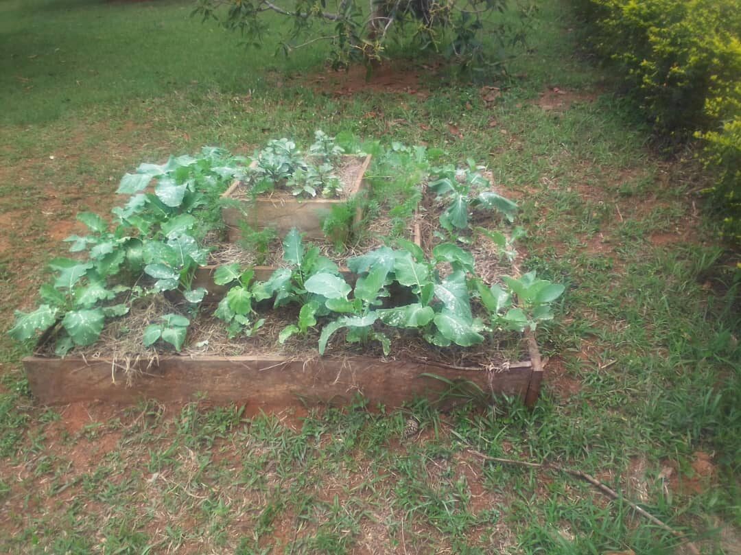 LCDI horticulture garden photograph 3