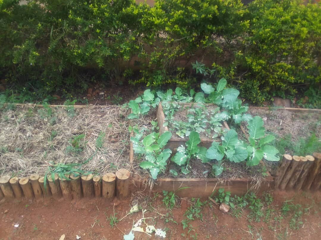 LCDI horticulture garden photograph 5