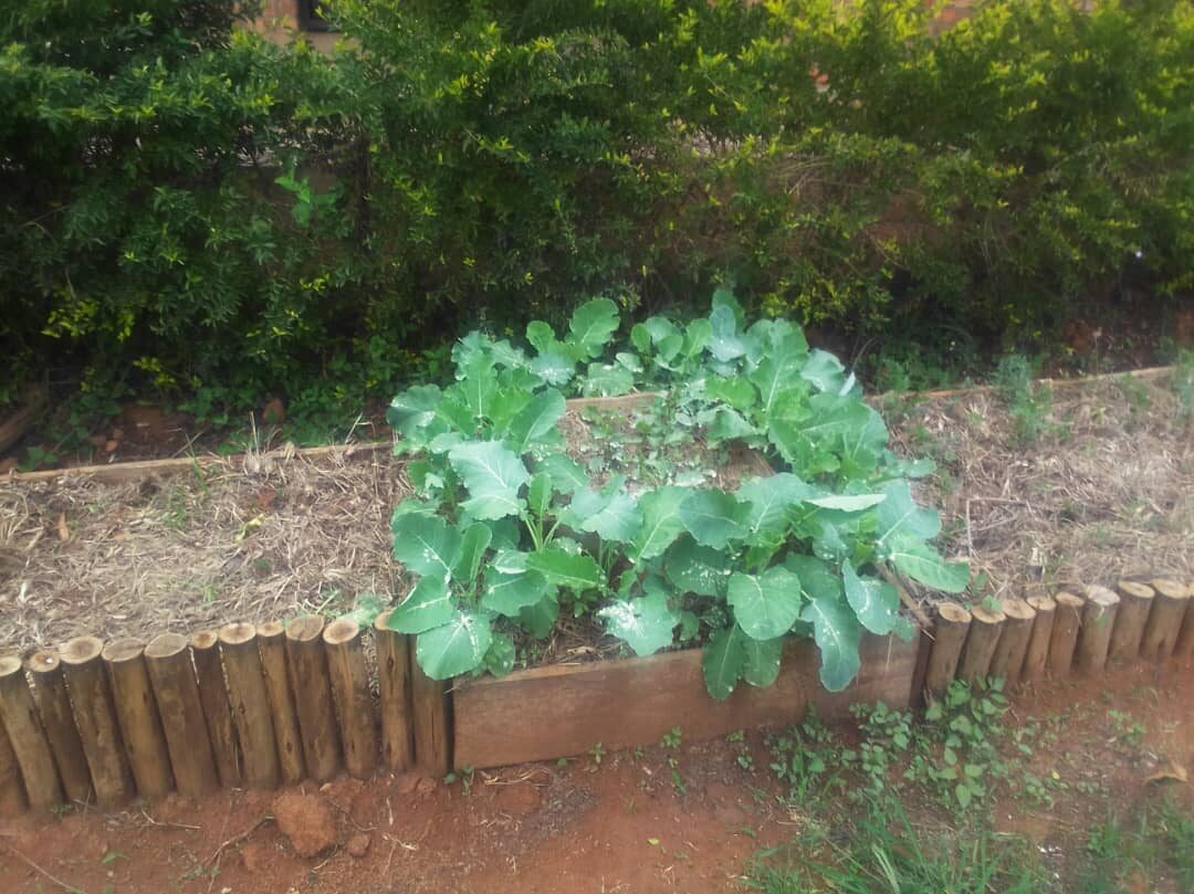 LCDI horticulture garden photograph 6